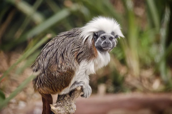 Cotton top tamarin — Stock Photo, Image