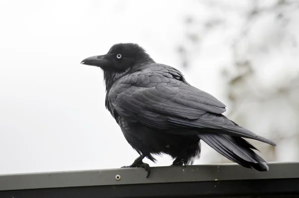 Australian raven  black — Stock Photo, Image