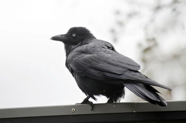 Corvo australiano preto — Fotografia de Stock