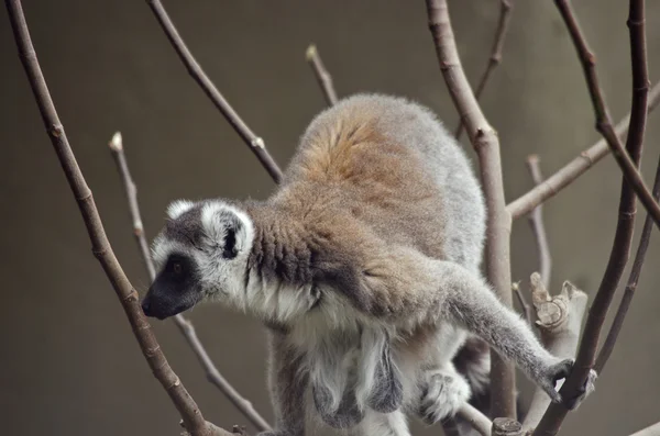 Lemur i ett träd — Stockfoto