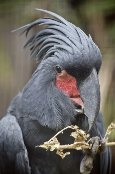 Palm cockatoo black — Stock Photo, Image