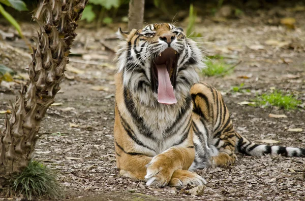 Tigre boca abierta — Foto de Stock