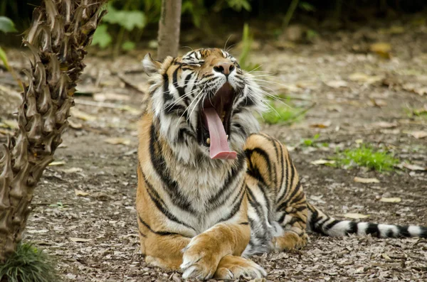 Tiger öppna munnen — Stockfoto