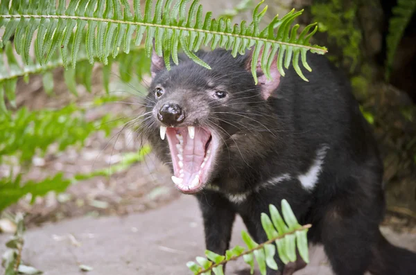 Tasmania Diablo boca abierta — Foto de Stock