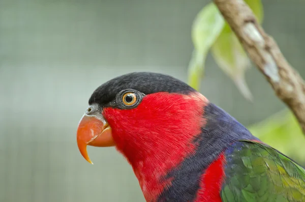 Zwarte afgetopte lory — Stockfoto