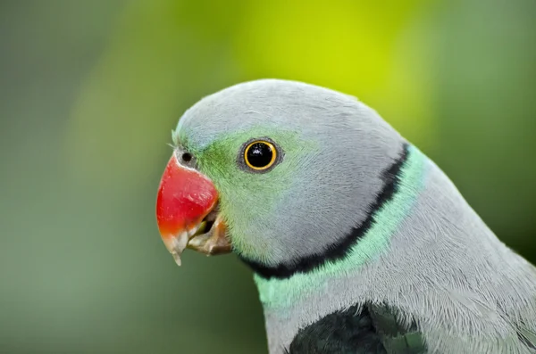 Malabar papouška boční pohled — Stock fotografie