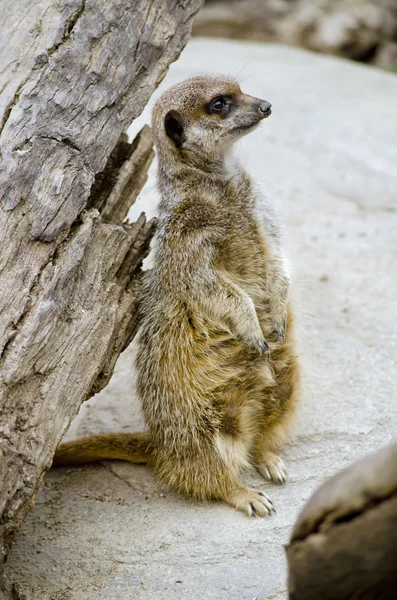 Suricata por árbol —  Fotos de Stock