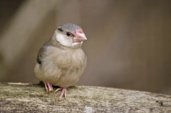 Java sparrow young — Stock Photo, Image