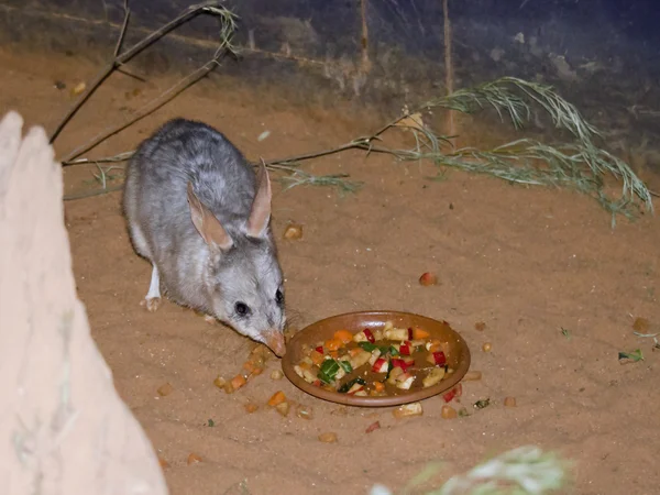 Australian Bilby comer — Foto de Stock