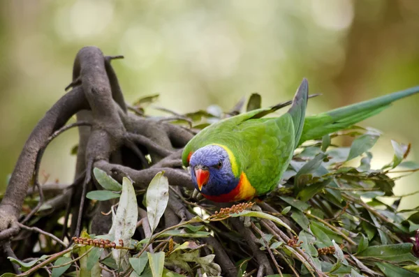Rainbow lorikeet bird — Stock Photo, Image