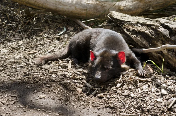 Diabo da tasmânia descansando — Fotografia de Stock