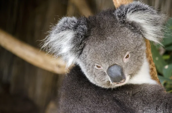 Koala z bliska — Zdjęcie stockowe