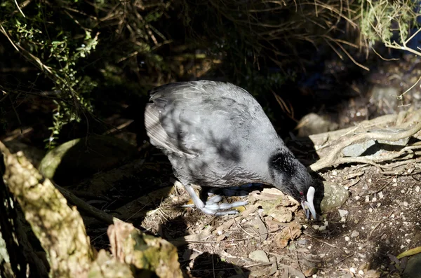 Australische Meerkoet in schaduwen — Stockfoto