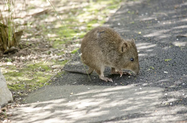 Eten in australie prijzen