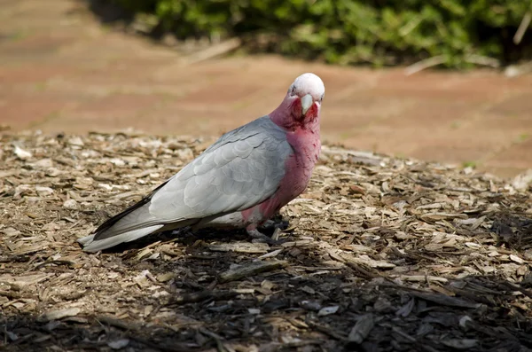 Galah australiano andando — Fotografia de Stock