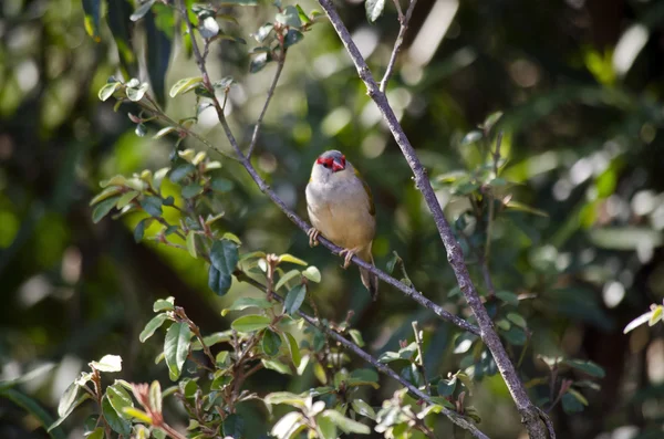 Röd browed finch — Stockfoto