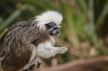 Pamuk en iyi pembe maymun