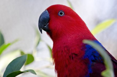 Electus yakın kadar papağan.