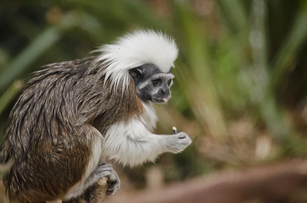 Cotton top tamarin — Stock Photo, Image