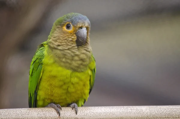 Papegoja på nära håll — Stockfoto