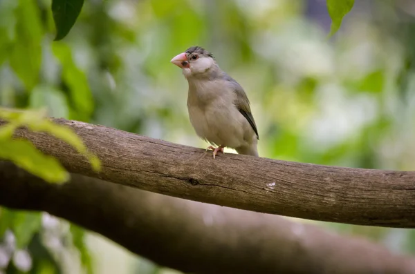 Java sparrow på en stock — Stockfoto