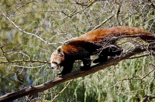 Panda rouge dans un arbre — Photo