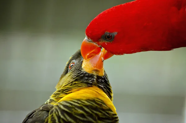 Dusky lory and chattering lory — Stock Photo, Image