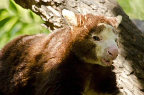 Tree kangaroo close up — Stock Photo, Image