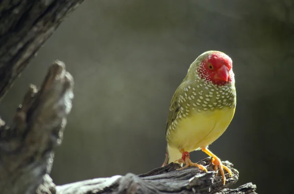 Male star finch — Stock Photo, Image