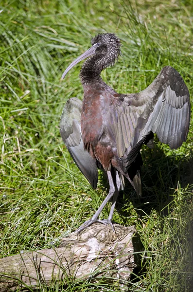 Glossy ibis wings stretched — Stock Photo, Image