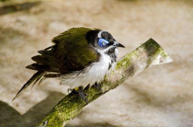 figbird tüyleri fluffed