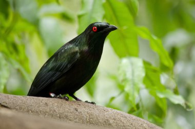 Metalik Siyah sığırcık