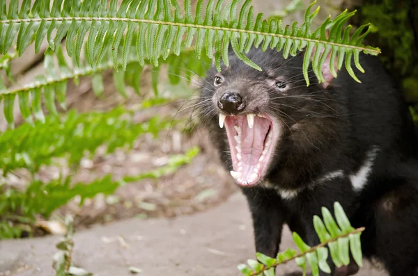 Tasmanian Devil sharp teeth — Stock Photo, Image