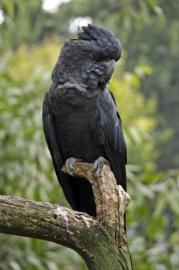 Kırmızı kuyruklu kara Kakadu