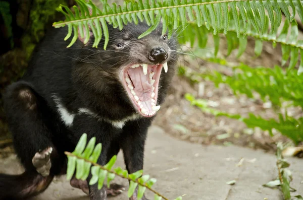 Tasmanian devil open mouth — Stock Photo, Image
