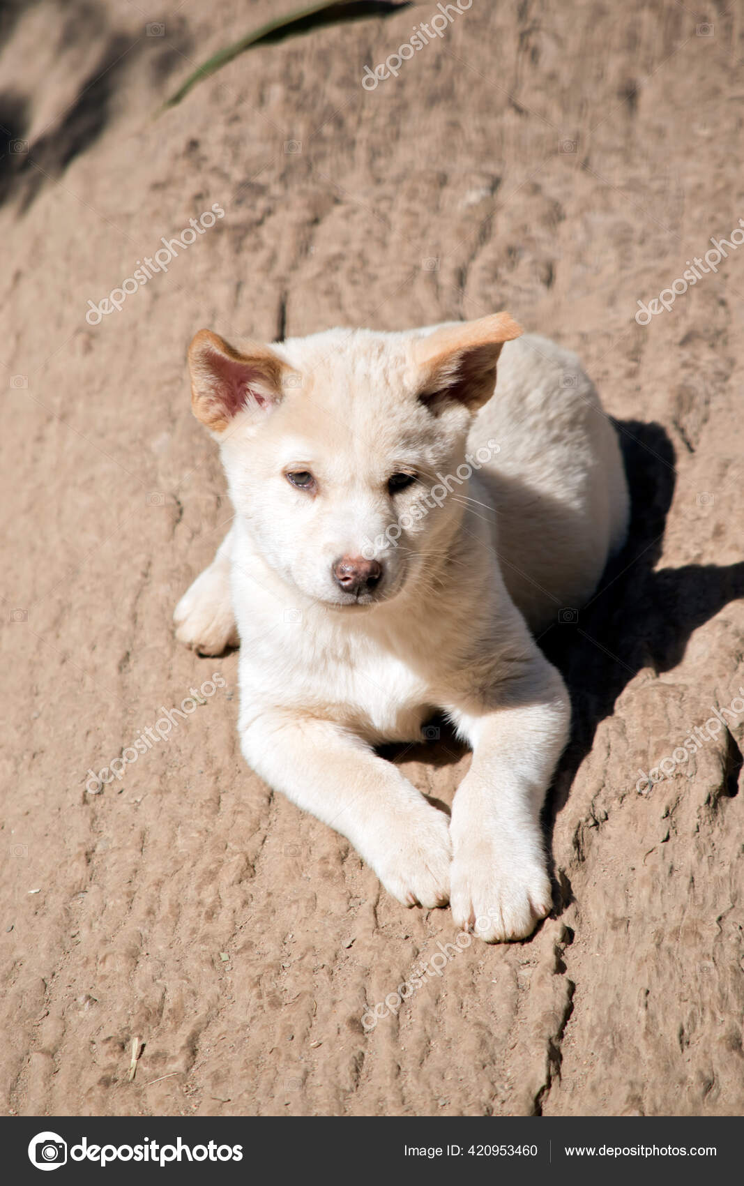 This Is A Close Up Of A Dingo Puppy Stock Photo - Download Image