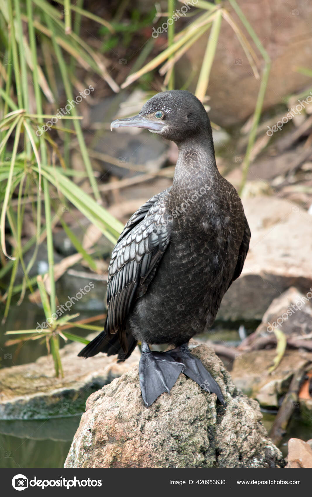 Cormorant Bird Feet