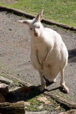 Albino valabi beyaz, pembe kulaklı, pençeli ve burunlu.