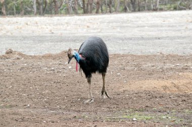 Cassowary, kahverengi başlıklı, mavi ve kırmızı boynuzlu, uzun siyah tüyleri olan büyük bir kuştur.