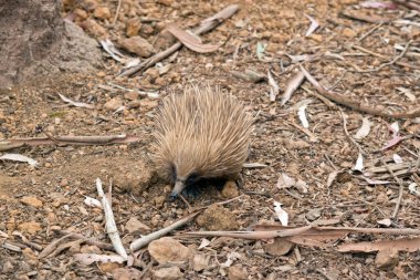 Kısa burunlu ekidne yırtıcılara karşı savunma için sivri uçlu.