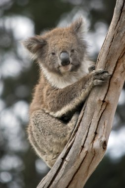 Joey Koala 8 aylık. Annesi orman yangınında can verdi.