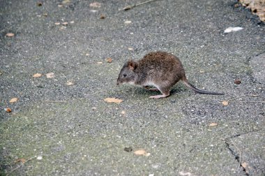 Uzun burunlu çömlek fareye benziyor.