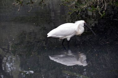 Bu, kraliyet kaşığının yan görünüşü.