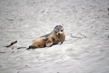Deniz aslanı yavrusu gri, beyaz, siyah gözlü ve siyah yüzgeçlidir.