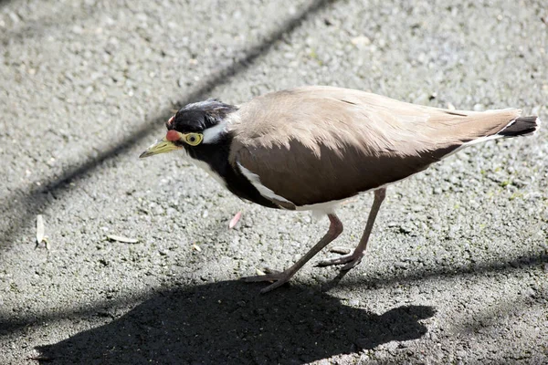 Banded Lapwing Has Brown Wings Black Head White Stripe Its — Stock Photo, Image