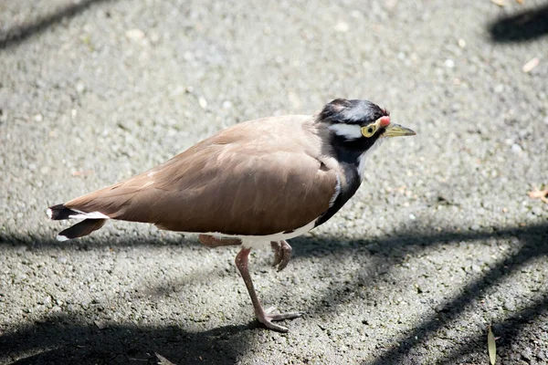 Banded Lapwing Has Brown Wings Black Head White Stripe Its — Stock Photo, Image