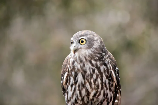 Barking Owl White Brown Large Yellow Eyes — Stock Photo, Image