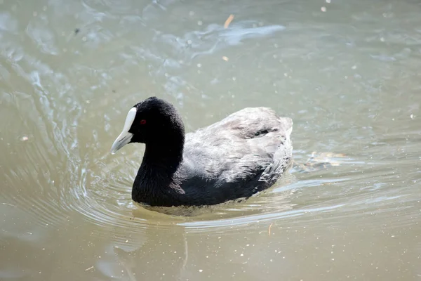 Euraziatische Koet Zwemt Het Meer — Stockfoto