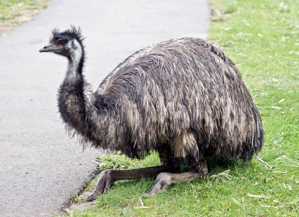 Emuは背の高い空飛ぶ鳥で — ストック写真