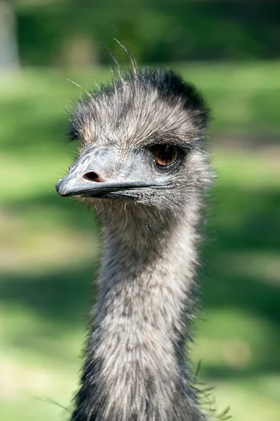 Młody Emu Długą Szyję — Zdjęcie stockowe